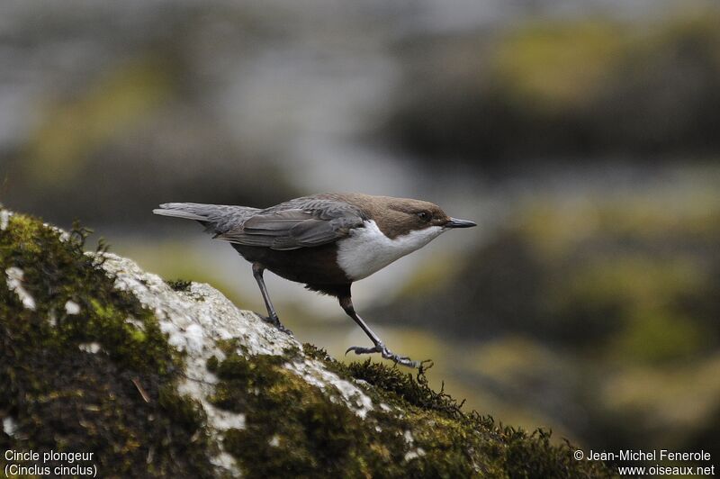 White-throated Dipper