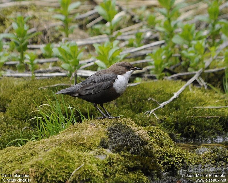 White-throated Dipper