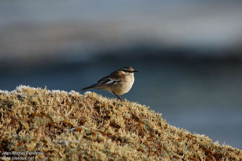 White-winged Cinclodesadult