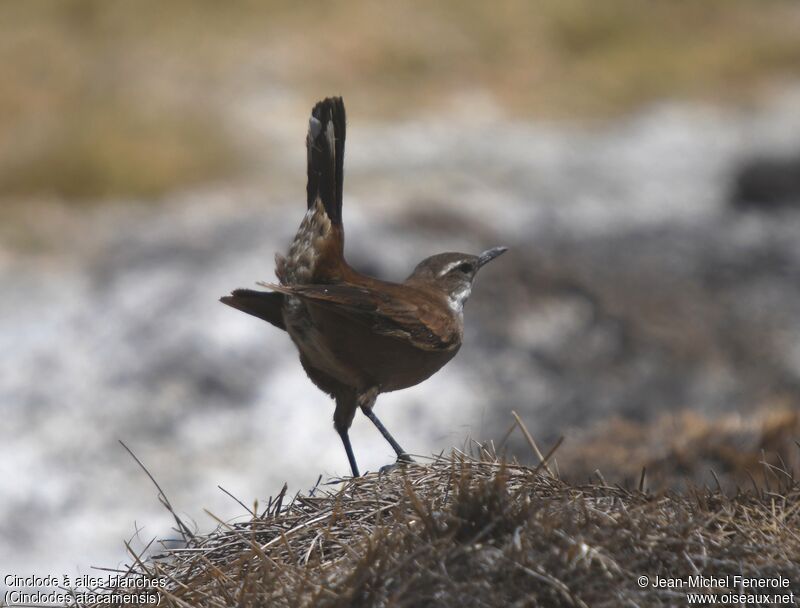 White-winged Cinclodes