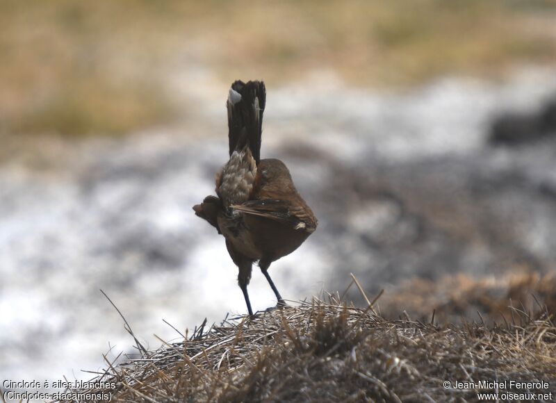 White-winged Cinclodes