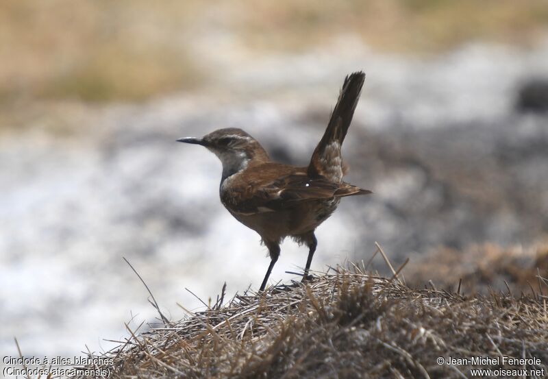 White-winged Cinclodes