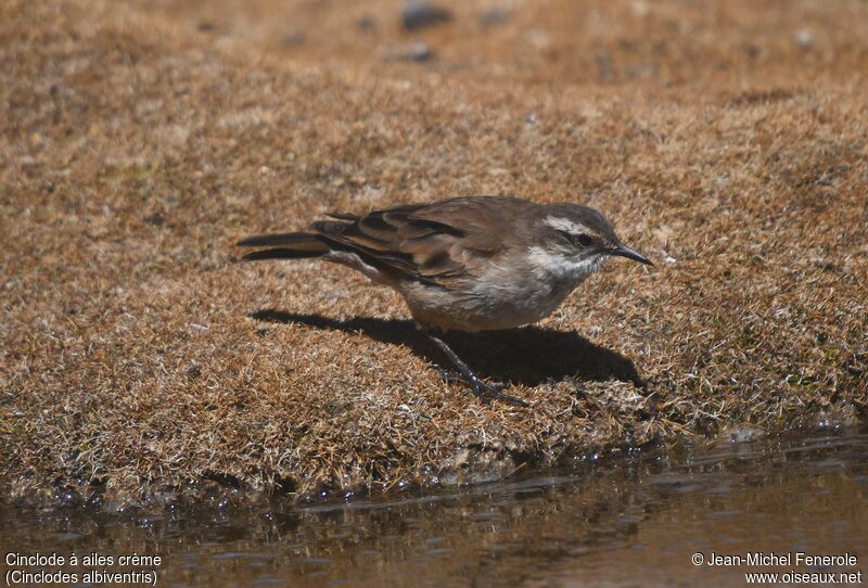 Cream-winged Cinclodes