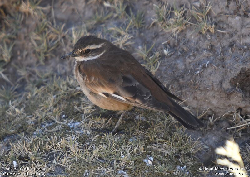 Cream-winged Cinclodes