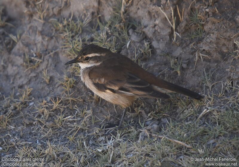 Cream-winged Cinclodes