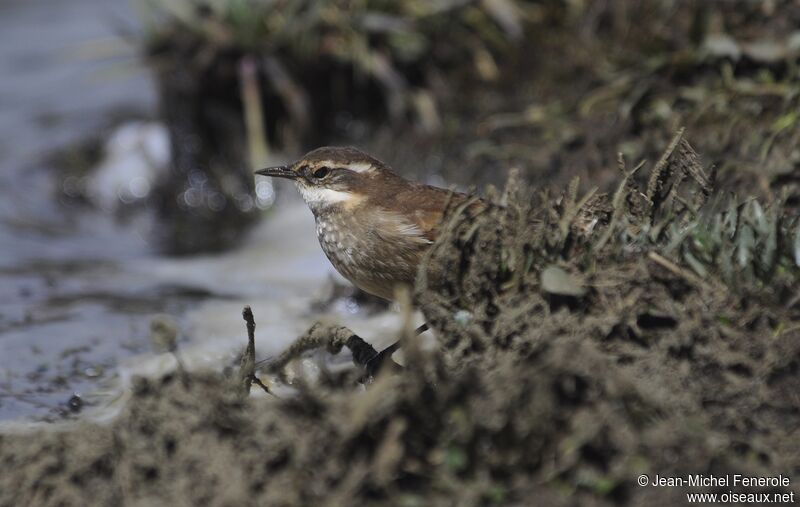 Chestnut-winged Cinclodes