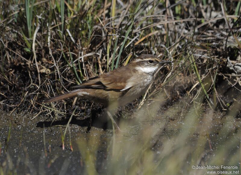 Chestnut-winged Cinclodes