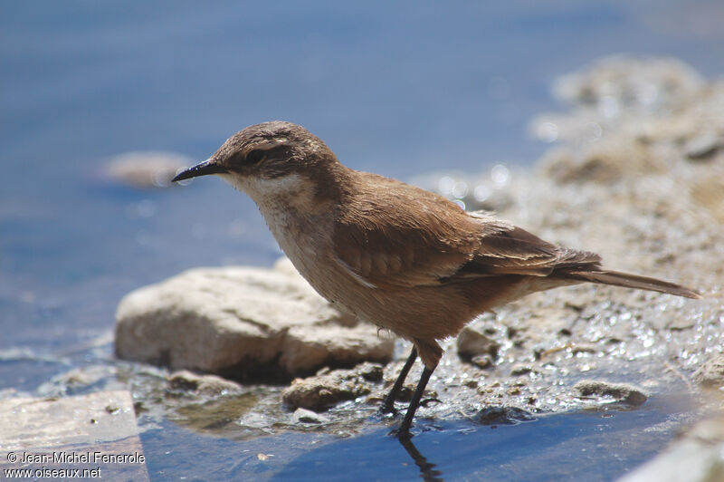 Buff-winged Cinclodesadult