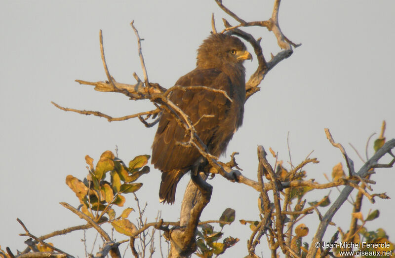 Western Banded Snake Eagle