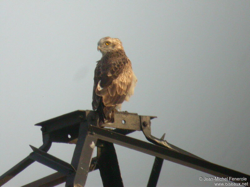 Short-toed Snake Eagle