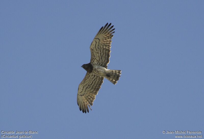 Short-toed Snake Eagle