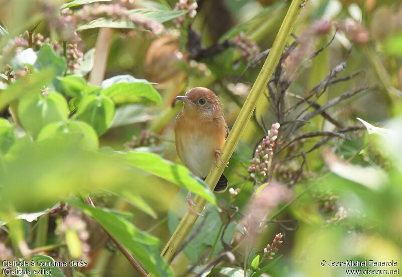 Golden-headed Cisticola