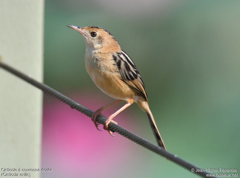 Golden-headed Cisticola