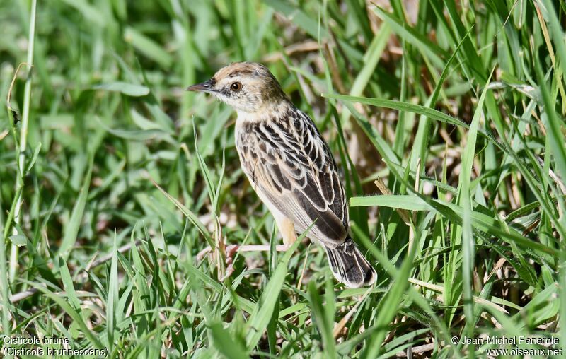 Pectoral-patch Cisticola