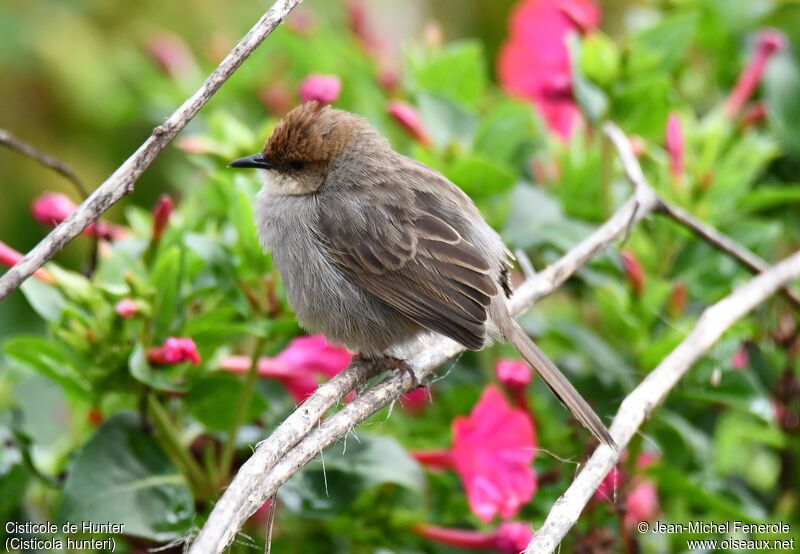 Hunter's Cisticola