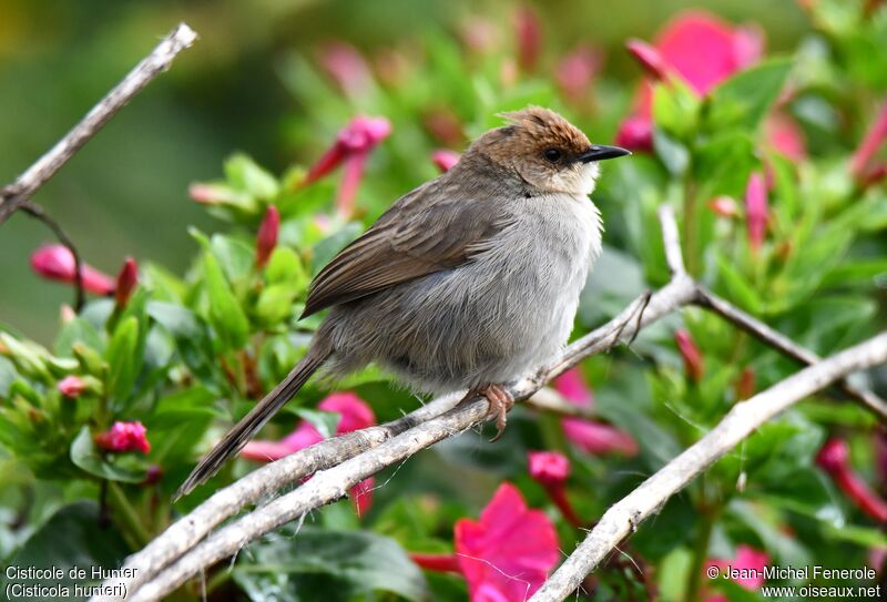 Hunter's Cisticola