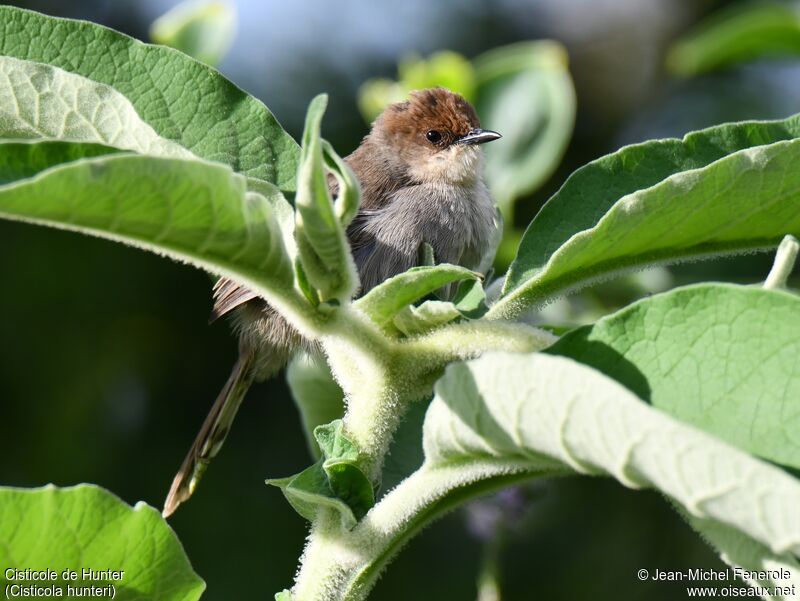 Hunter's Cisticola