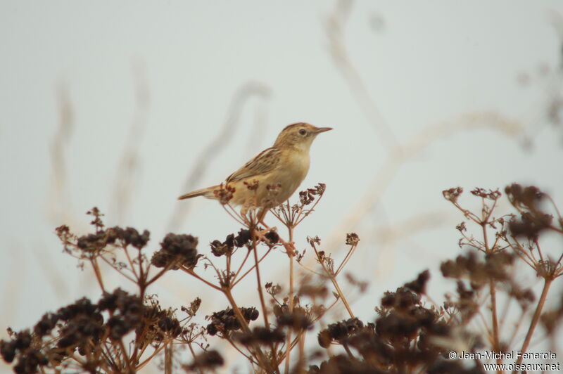 Zitting Cisticola male adult