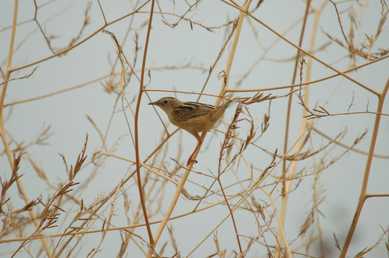 Zitting Cisticola