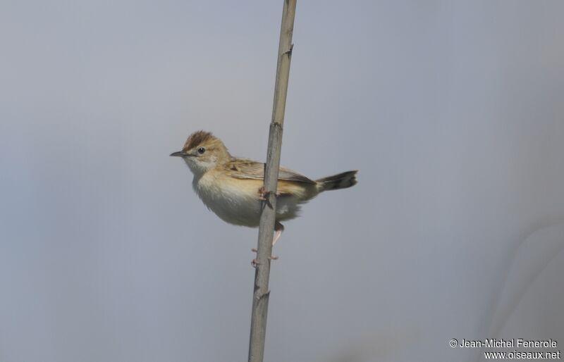 Zitting Cisticola