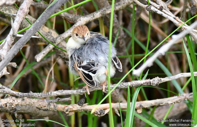 Winding Cisticola