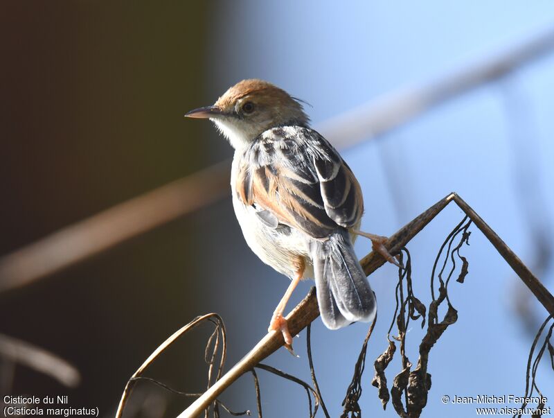 Winding Cisticola