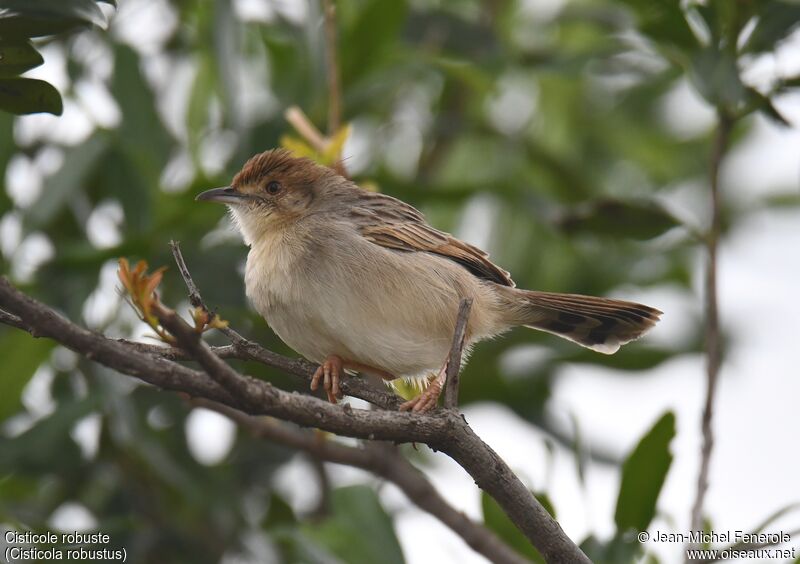 Stout Cisticola