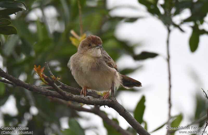 Stout Cisticola