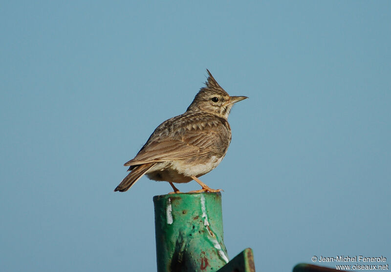 Thekla's Lark