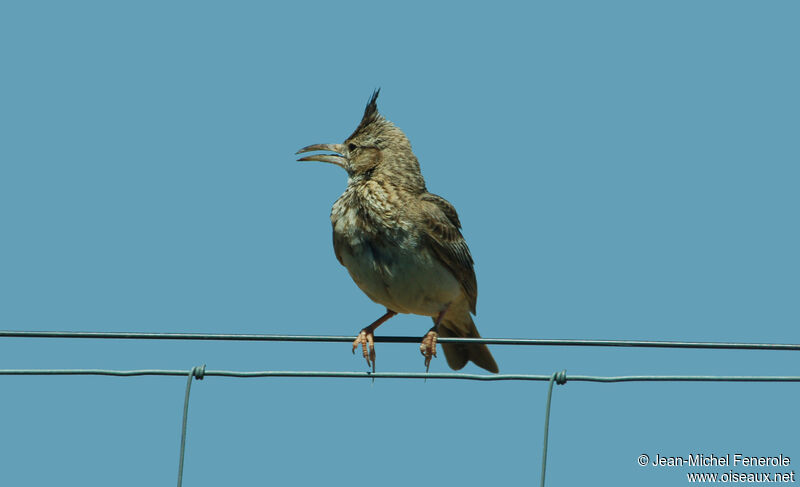 Crested Lark