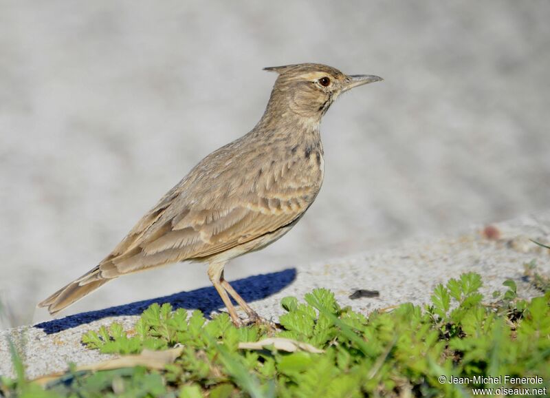 Crested Lark