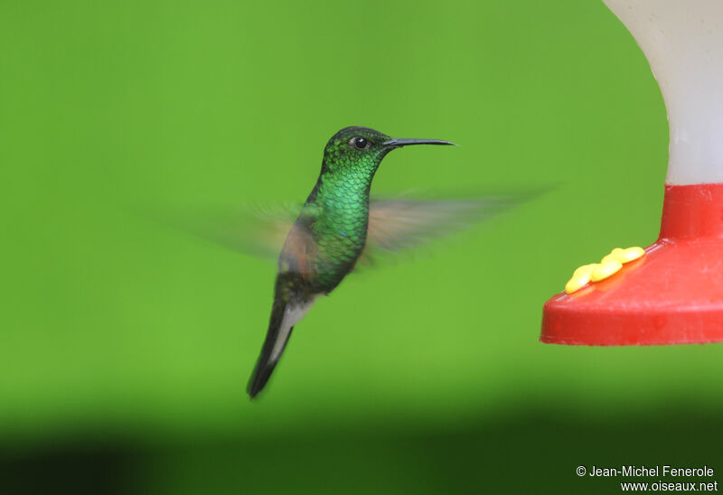 Stripe-tailed Hummingbird