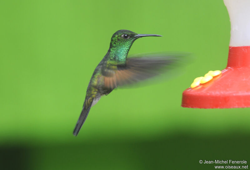 Stripe-tailed Hummingbird