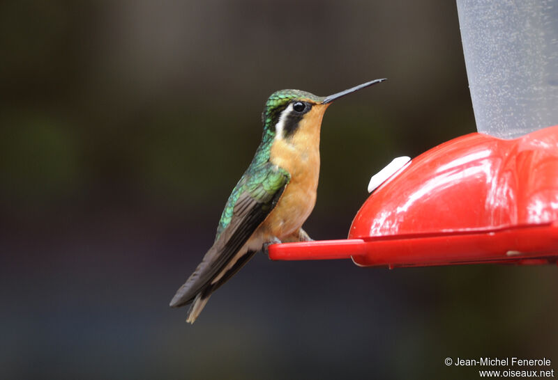 Colibri à gorge pourprée femelle