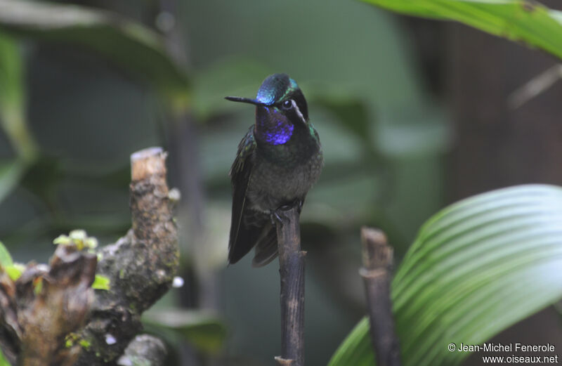 Purple-throated Mountaingem male