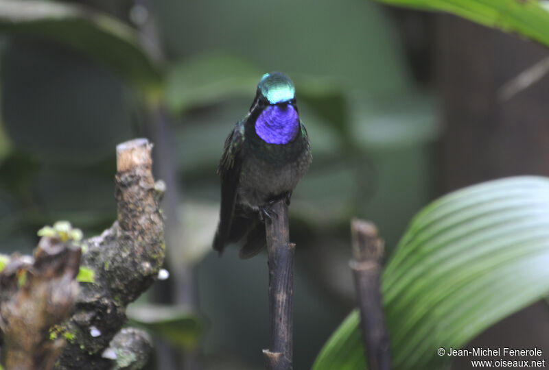 Purple-throated Mountaingem male