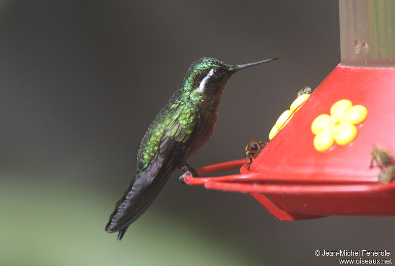 Purple-throated Mountaingem male