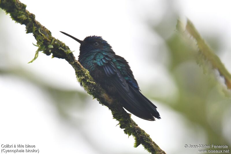 Blue-headed Hummingbird