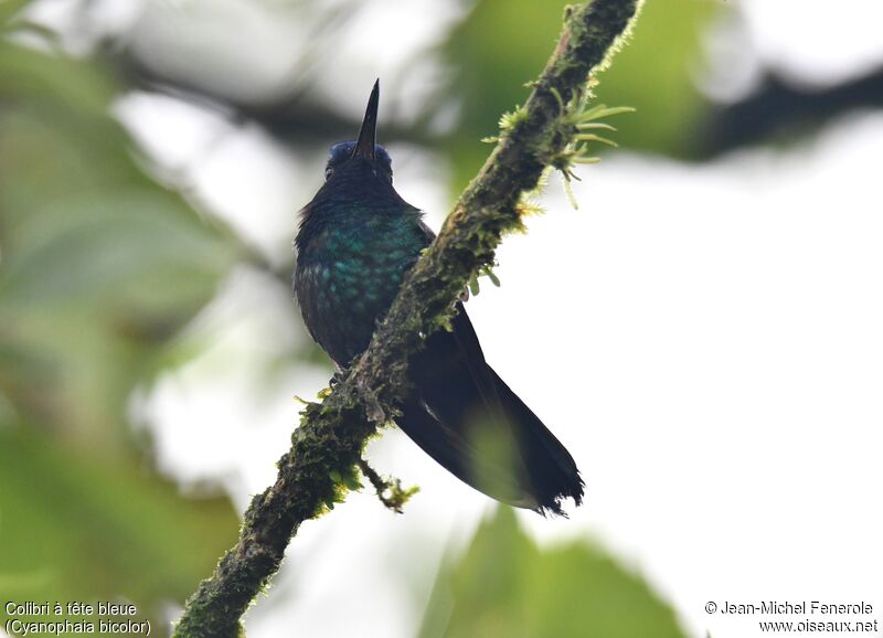 Colibri à tête bleue