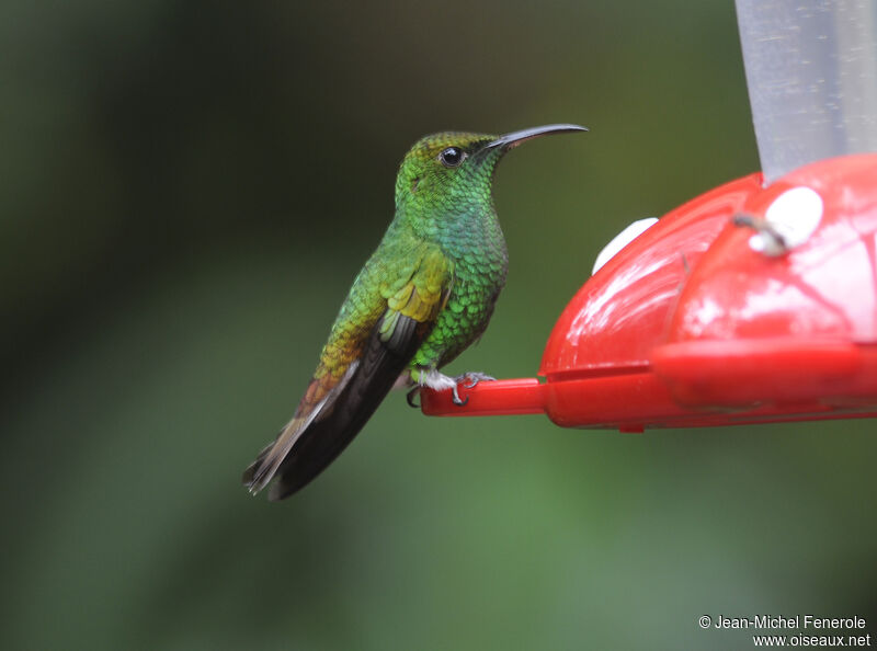 Coppery-headed Emerald