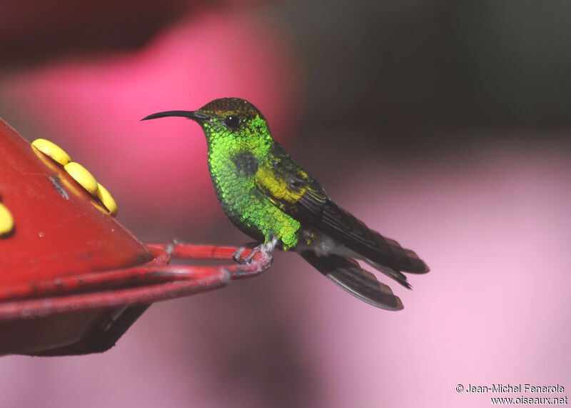 Coppery-headed Emerald