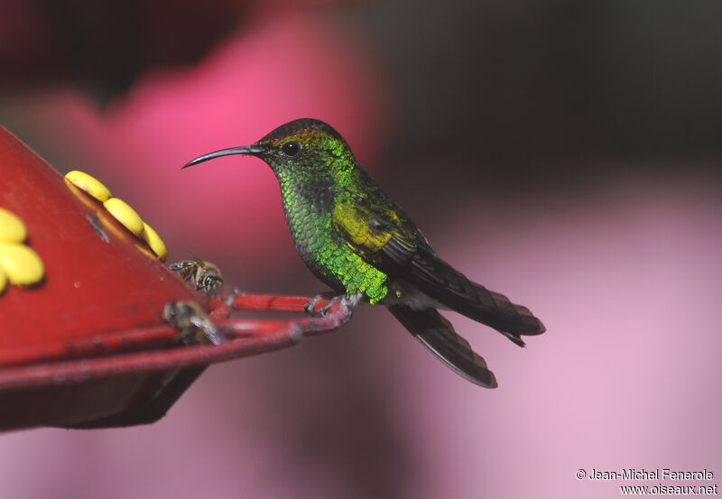 Coppery-headed Emerald