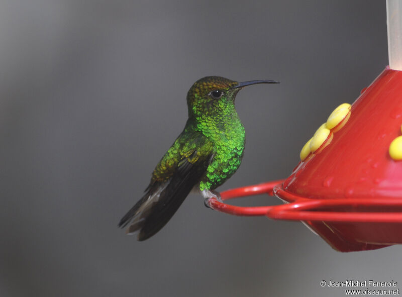 Coppery-headed Emerald