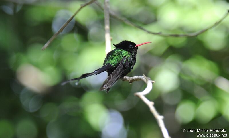 Colibri à tête noire mâle adulte