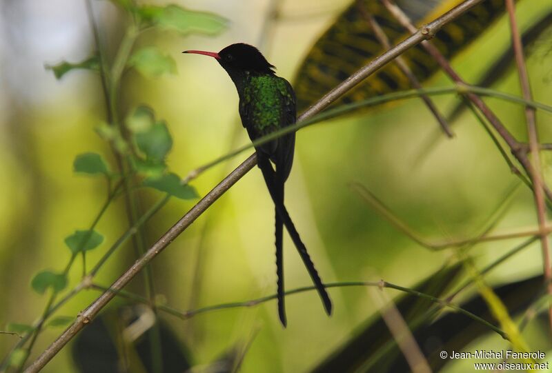 Colibri à tête noire