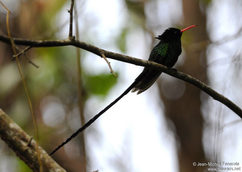 Red-billed Streamertail