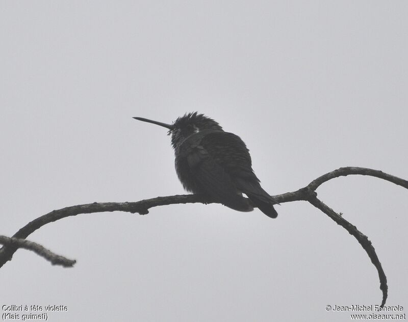 Colibri à tête violette