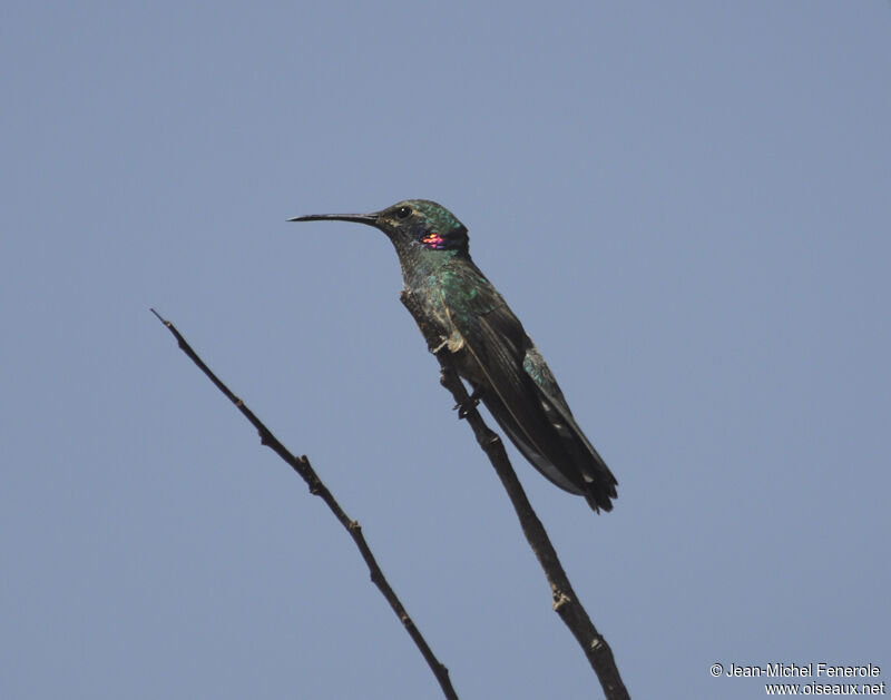 White-vented Violetear