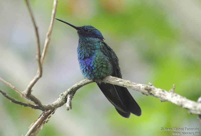 Sparkling Violetear male adult