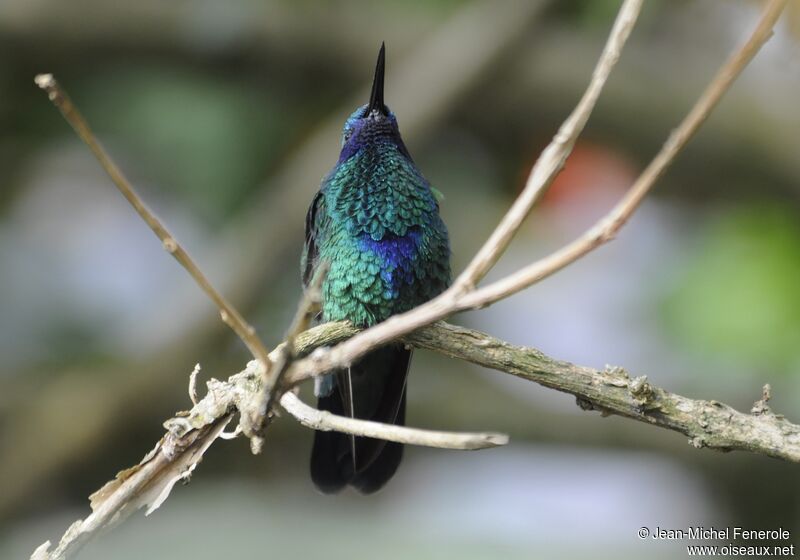 Sparkling Violetear